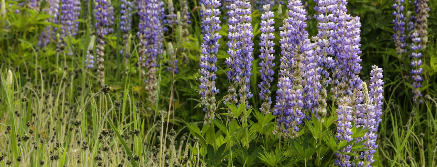 Lupines